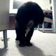 Illustration for article titled This Little Black Dog Isnt Impressed By The Petzi Treat Cam